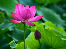 香港火灾中的奇迹：被困31楼的陈伯念“南无观世音菩萨”20小时奇迹生还！