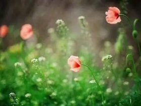 放生蛇对我命运的彻底改变