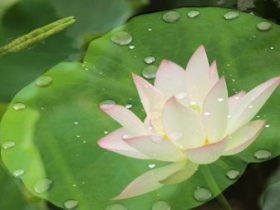 天之骄子毁于放纵