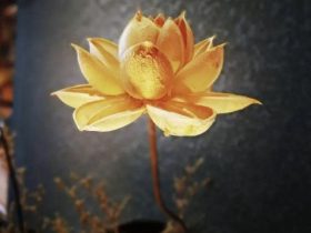 邪婬恶报感应录：邪婬受贿现世报应及忏悔