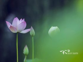 香港火灾中的奇迹：被困31楼的陈伯念“南无观世音菩萨”20小时奇迹生还！