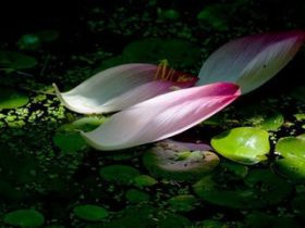 什么是邪婬？邪婬的危害有哪些？