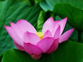 信、解、行、证，缺一不可