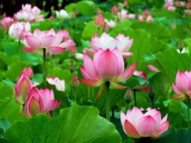 邪婬猛如虎，万万碰不得