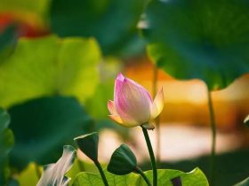 佛法是究竟的改命之道，易学算命术等并不究竟